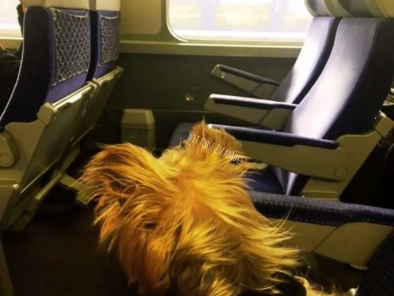 Can You Take Dogs on Public Transportation in France?