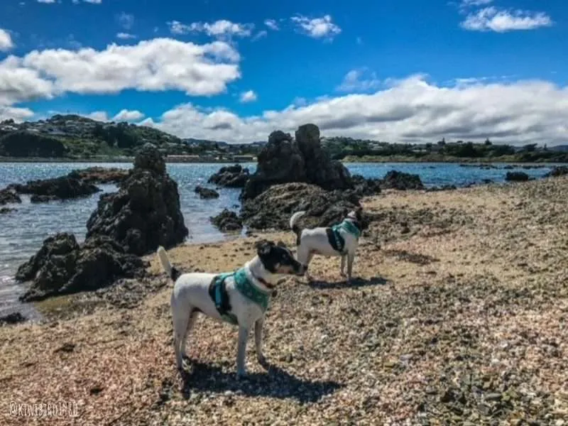 Dog-Friendly Wellington, New Zealand with Fox Terriers Milly & Poppy