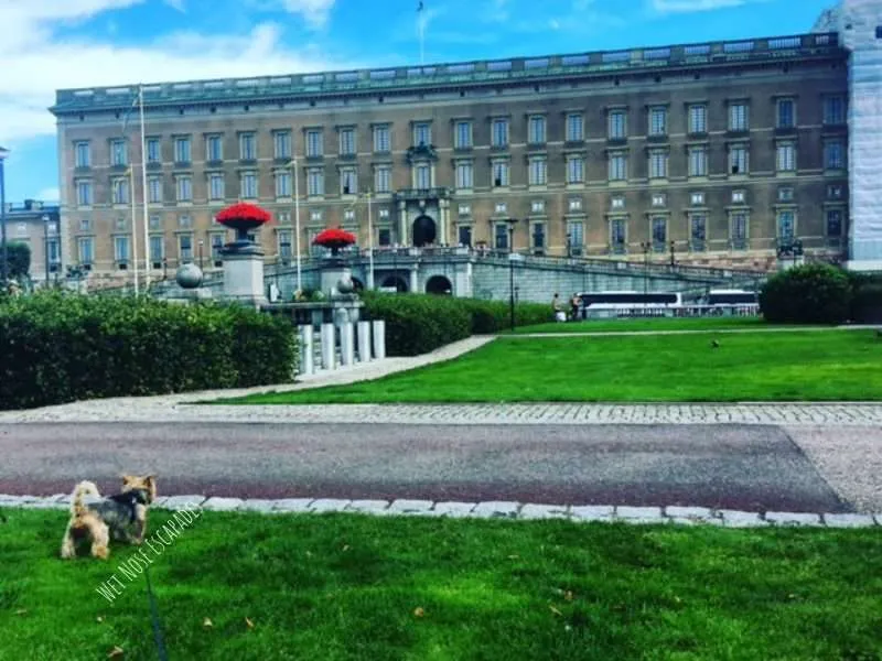 Traveling to Sweden with a DOG: A Yorkie's MUST-SNIFF Guide