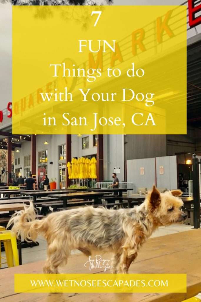7 FUN Things to do with Your Dog in San Jose, CA