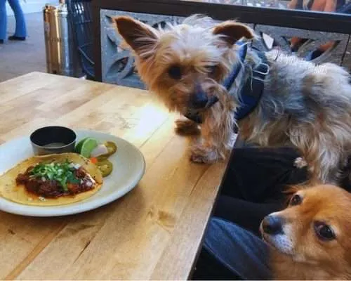 16 BEST Dog-Friendly Restaurants in San Francisco, CA