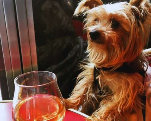 Is Paris Dog-Friendly? A Yorkie's Guide to Visiting Paris with a DOG