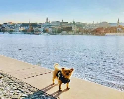 Is Hungary Dog-Friendly? A Yorkie's Guide to Visiting Hungary with Your DOG