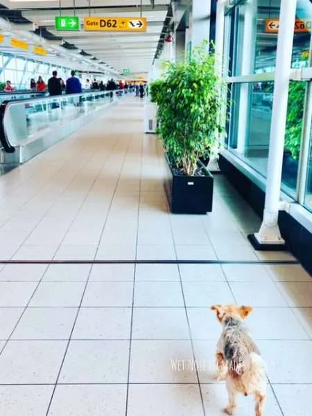 Is the Netherlands Dog-Friendly? A Yorkie's MUST-SNIFF Guide to Dog Travel in the Netherlands 