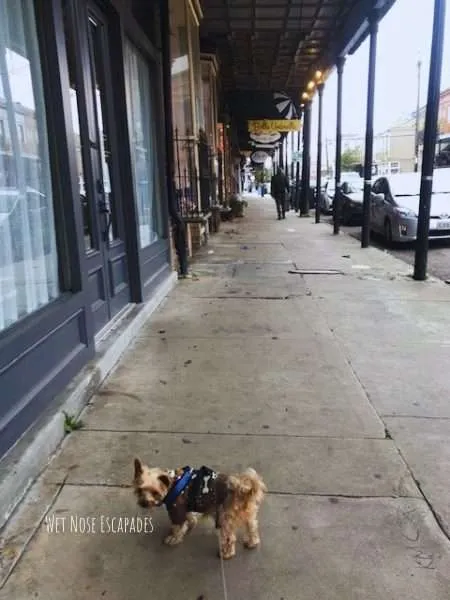 10 Things to do in New Orleans, LA with Your Dog