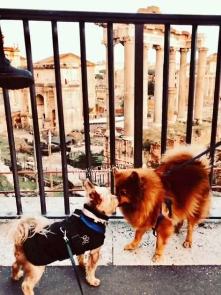 Are Dogs Allowed at the Colosseum & Forum in Rome?