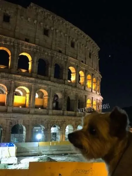 Are Dogs Allowed at the Colosseum & Forum in Rome?