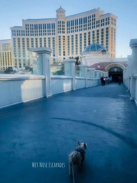 The BEST Pet-Friendly Hotels in Las Vegas, NV
