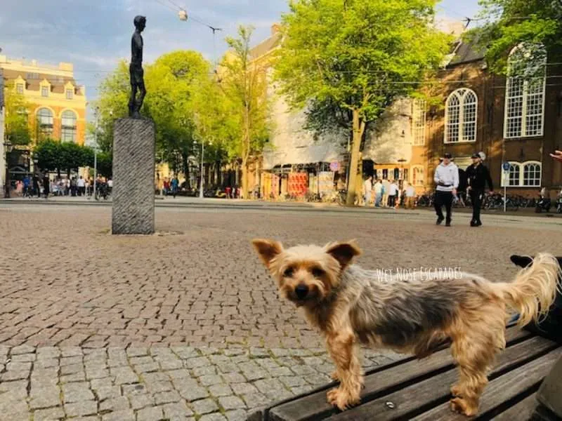 travel to netherlands with dog