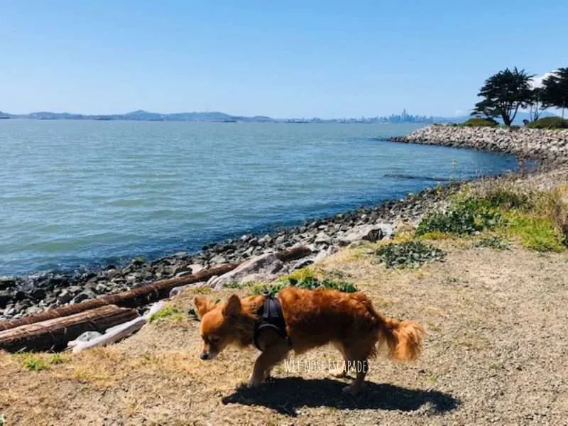 10 BEST Dog-Friendly Things to do in Alameda, CA