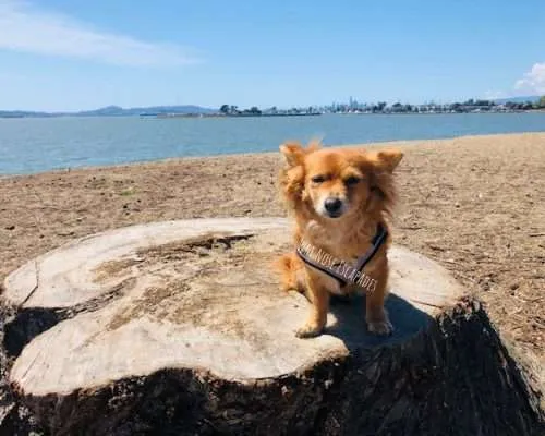 10 BEST Dog-Friendly Things to do in Alameda, CA