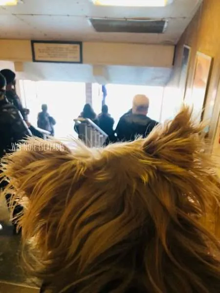 can you bring a dog on the staten island ferry