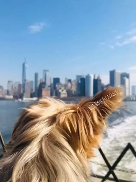 Staten Island Ferry with a Dog: Everything You NEED to Know
