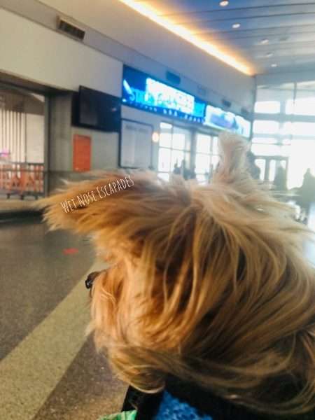 can you bring a dog on the staten island ferry