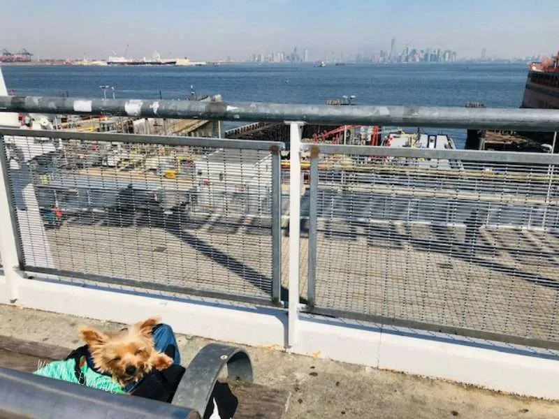 Staten Island Ferry with a Dog: Everything You NEED to Know