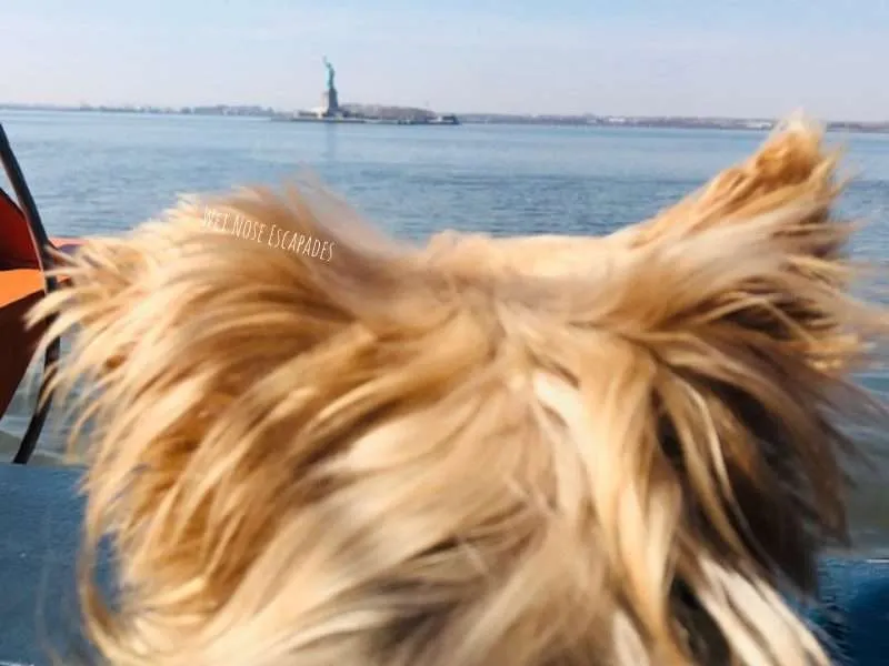 can you bring a dog on the staten island ferry