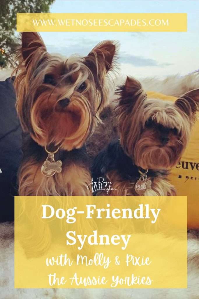 Dog-Friendly Sydney with Molly & Pixie the Aussie Yorkies