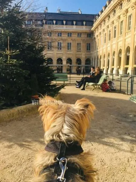 Pet Friendly Paris: Things to do in Paris with your Dog – Dont