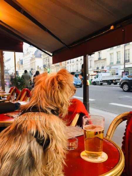 Pet Friendly Paris: Things to do in Paris with your Dog – Dont