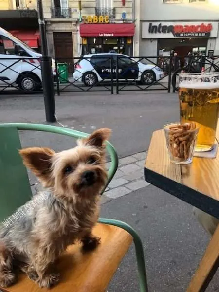 14 Things You MUST do in Paris with Your Dog