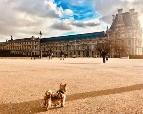 14 Things You MUST do in Paris with Your Dog