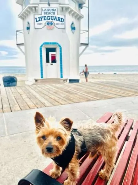 10+1 Things You MUST do in Orange County, CA with Your Dog