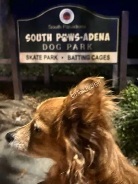 9 FUN Things to do with Your Dog in Pasadena, CA