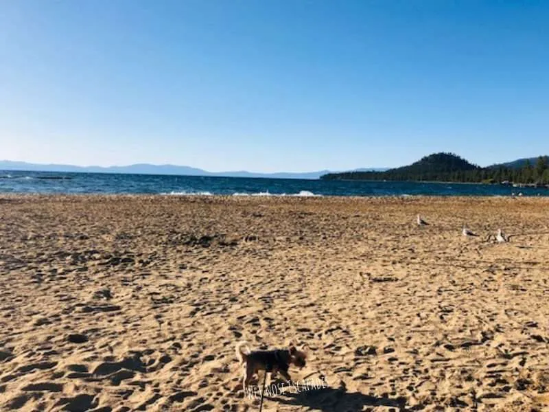 10 AMAZING Dog-Friendly California Vacations