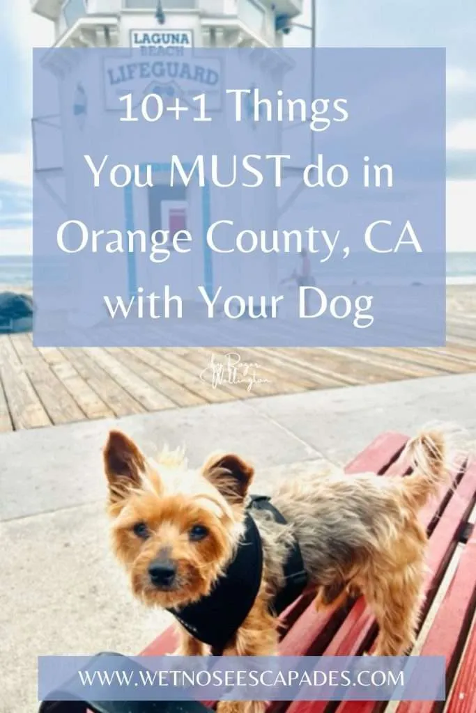 10+1 Things You MUST do in Orange County, CA with Your Dog