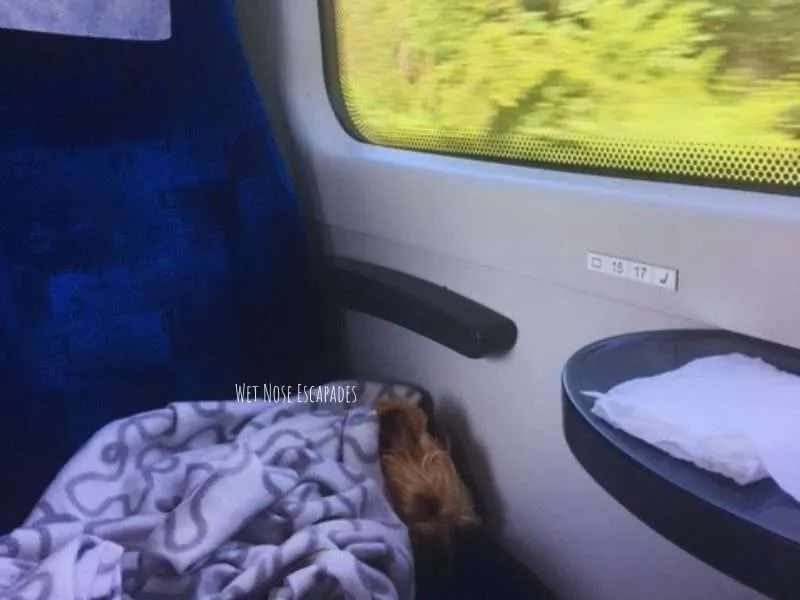 Traveling with Dogs on Trains in Europe: What You MUST Know Before You Go