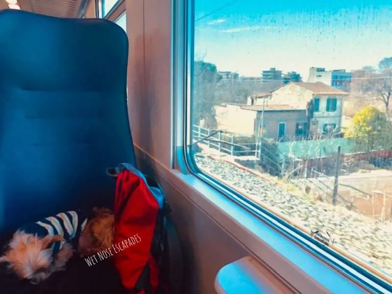 Traveling with Dogs on Trains in Europe: What You MUST Know Before You Go