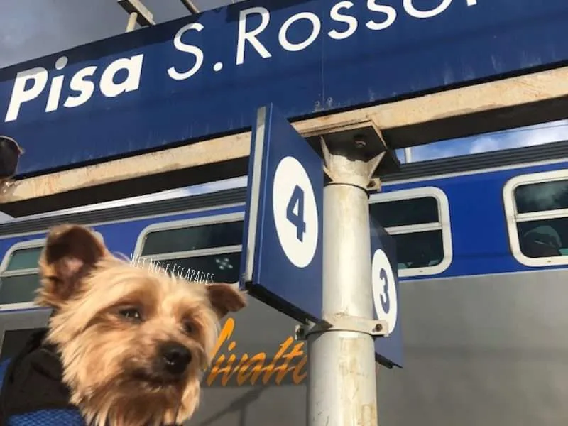 are dogs allowed on trains in switzerland