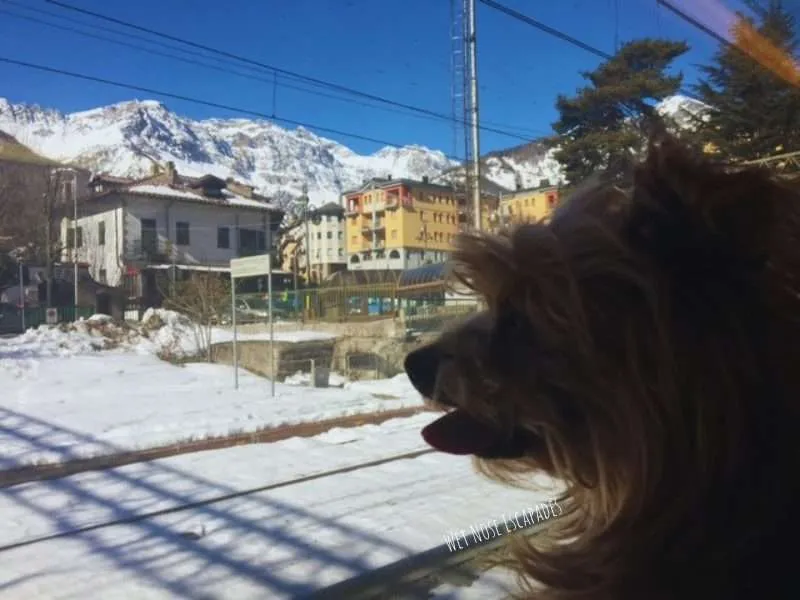 Traveling with Dogs on Trains in Europe: What You MUST Know Before You Go