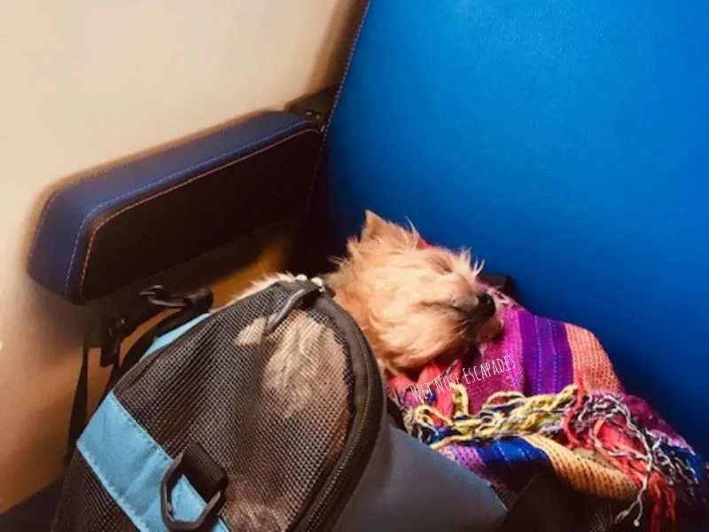 Traveling with Dogs on Trains in Europe: What You MUST Know Before You Go