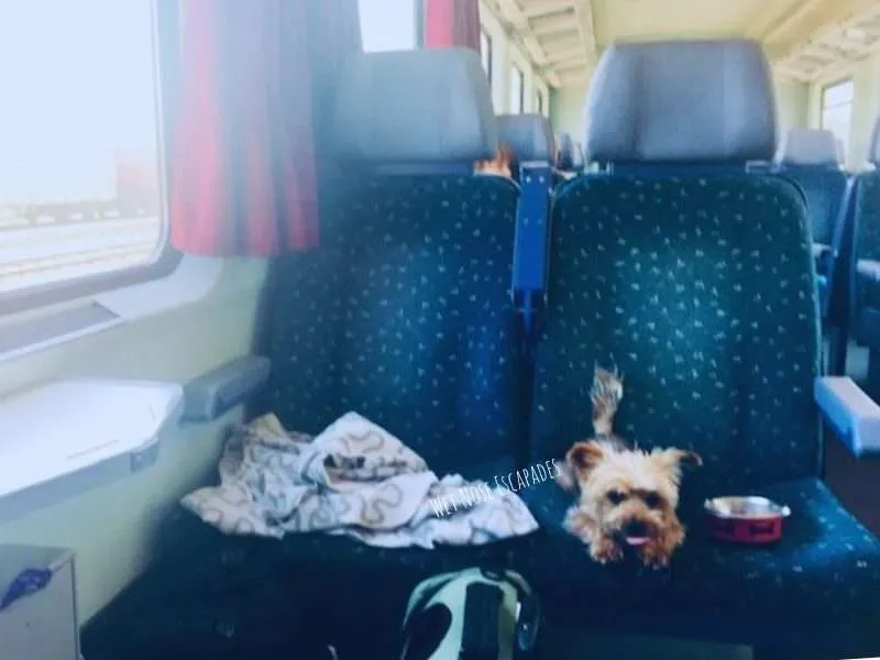 Traveling with Dogs on Trains in Europe: What You MUST Know Before You Go