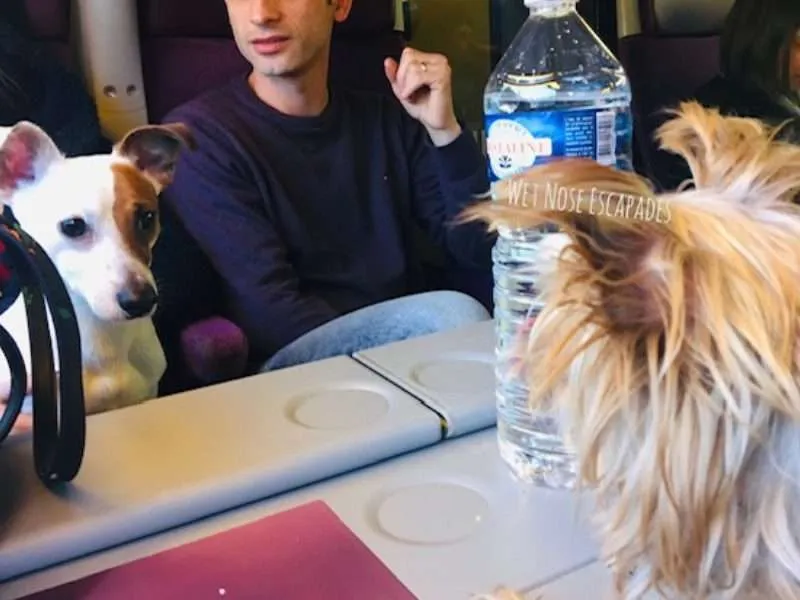 Traveling with Dogs on Trains in Europe: What You MUST Know Before You Go