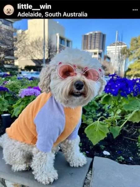 Dog-Friendly Adelaide with Winnie the Mini Poodle
