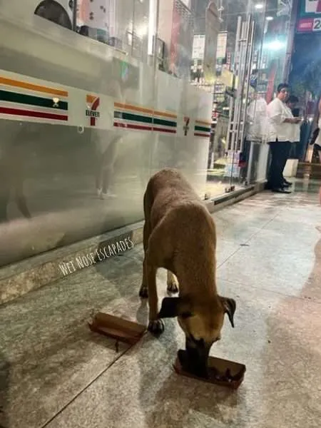 feeding street dog in mexico