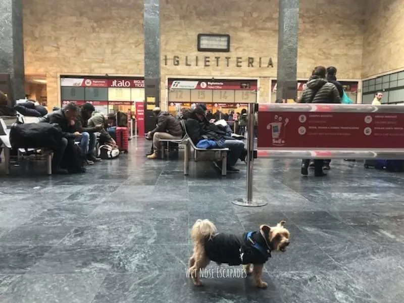 Florence, Italy with Your Dog: What to Know Before You Go