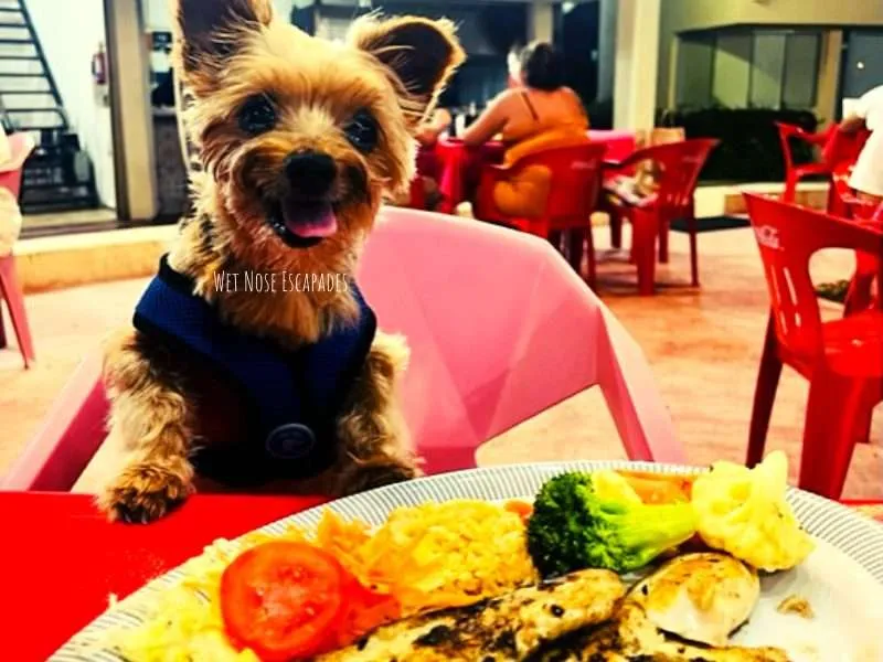 A Yorkie's Guide to Flying to Mexico with a DOG