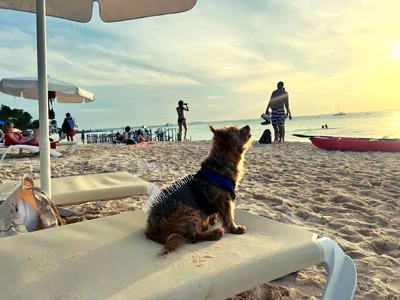 Isla Mujeres with a dog