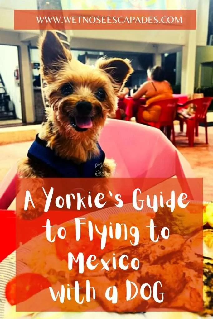 A Yorkie's Guide to Flying to Mexico with a DOG