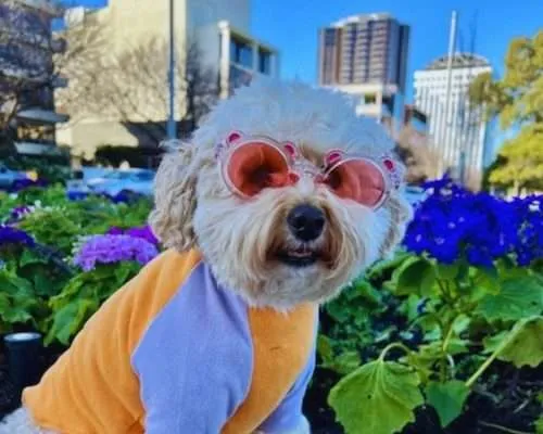 Dog-Friendly Adelaide with Winnie the Mini Poodle