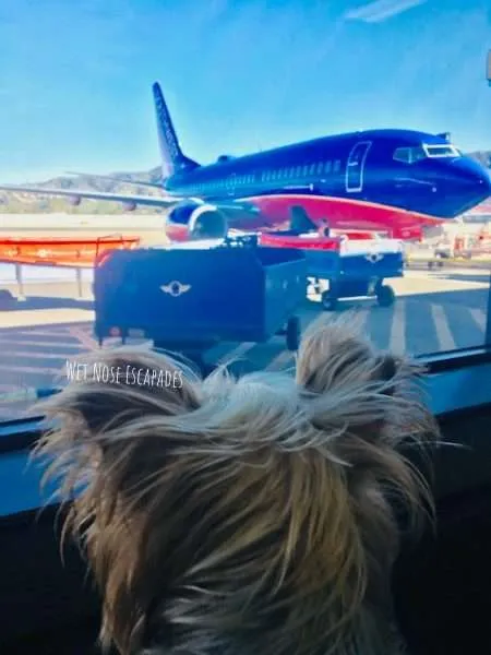 Flying Southwest with a Dog: Everything You Need to Know