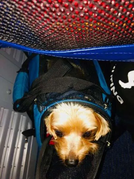 Bringing dog best sale on southwest flight