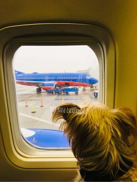 Flying Southwest with a Dog: Everything You Need to Know