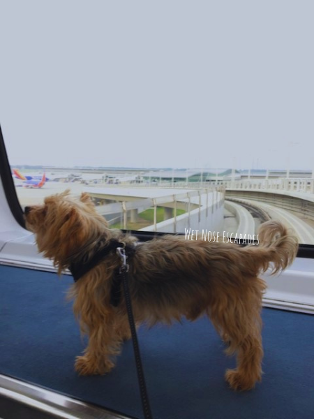 Southwest airlines flying store with a dog