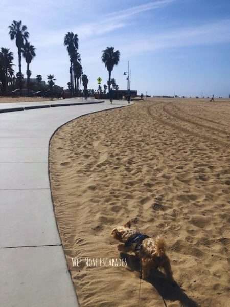 is santa monica dog friendly