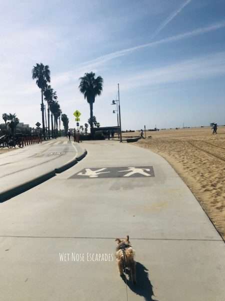 is santa monica dog friendly