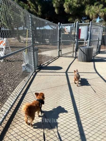 is santa monica dog friendly